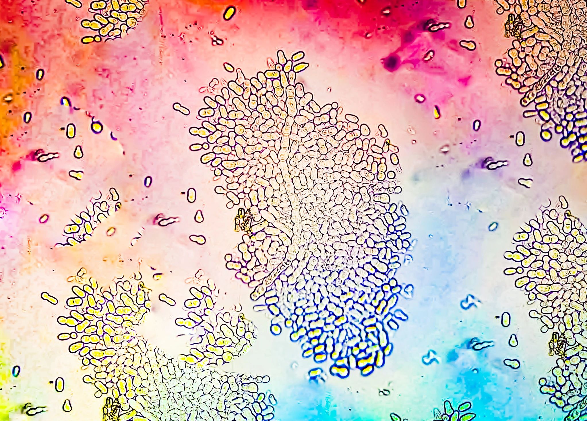 dermatology research